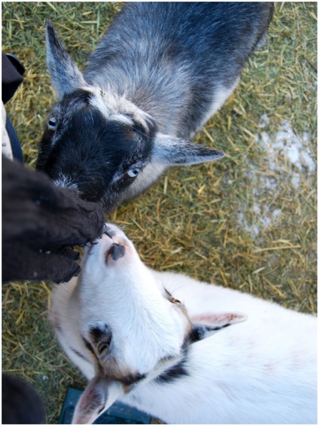 TALKING ABOUT GOATS A DENVER HOME COMPANION