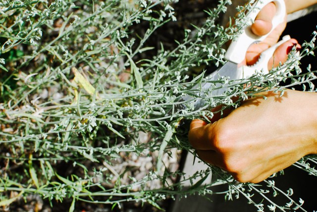 A Denver Home Companion | smudge sticks